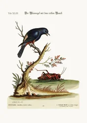 Der Rotbauchige Blauvogel, 1749-73